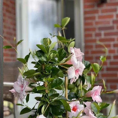 Annabelle Schneverdingen